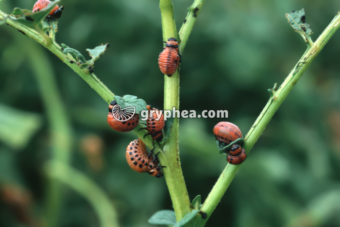 Doryphores - Larves parasitant un plant de pomme de terre (Leptinotarsa decemlineata) - gryphea.com